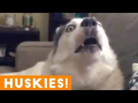 the-funniest-and-cutest-husky-compilation-of-2018-|-funny-pet-videos