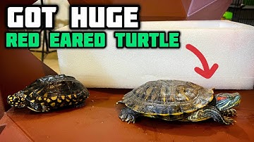 Got Huge RED EARED SLIDER TURTLE - Imran