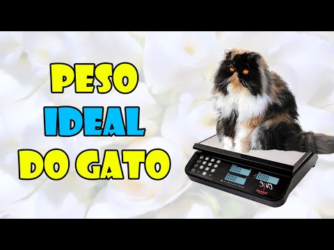 Vídeo: Quanto Deve Pesar Um Gato Saudável?