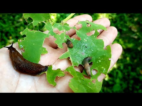 Video: Voldtægt (plante) - Nyttige Egenskaber, Opskrifter Og Kontraindikationer