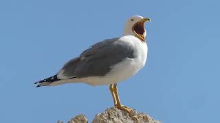 Yellow-Legged Gull Yawns And Flies Away Calpe, Spain