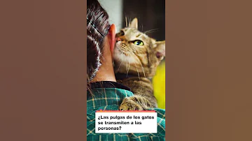 ¿Las pulgas prefieren a los gatos o a los humanos?