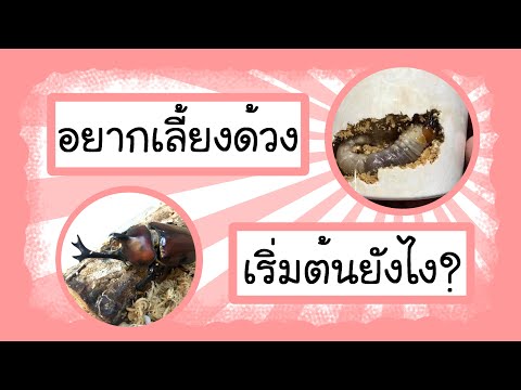 วีดีโอ: Stag Beetle Identification: ด้วงกว่างเหมาะสำหรับสวน