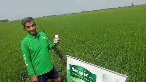 Phòng trừ cỏ cháo chác, lông heo bằng BASAGRAN 480SL