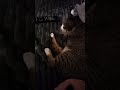 Pisica mea care stă în pat😻😻😻😻😻😺😺😺😺😺