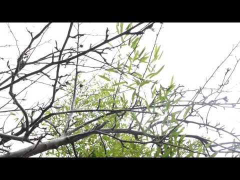 Video: Parifolia Obyčajná