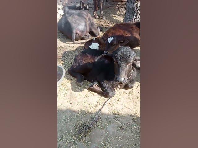 new punjabi viral videos #music #youtube #cow #funny #ytshorts #trendingshorts #youtubeshorts