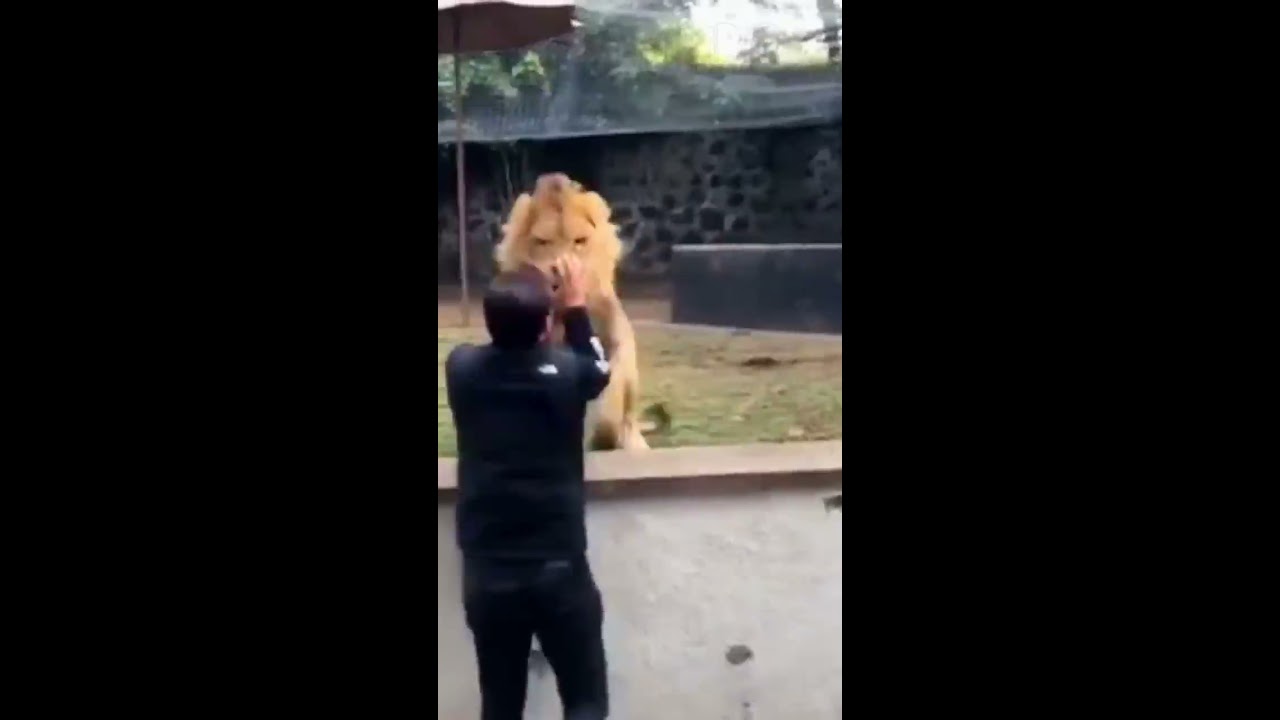 Lion Sees Her Dad After YEARS 