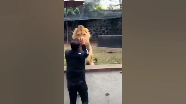 Lion Sees Her Dad After YEARS! - DayDayNews