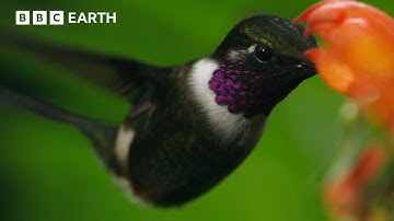 Kolibri Licik Mencuri Nektar dari Bunga | BBC Earth