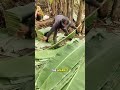 Thailand sells banana leaves too 🌿 #Thailand #BananaLeaves #Viral #Nature #Food #youtubeshorts