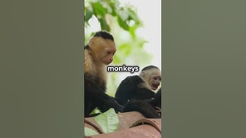 Meet the Bald Uakari monkey!!