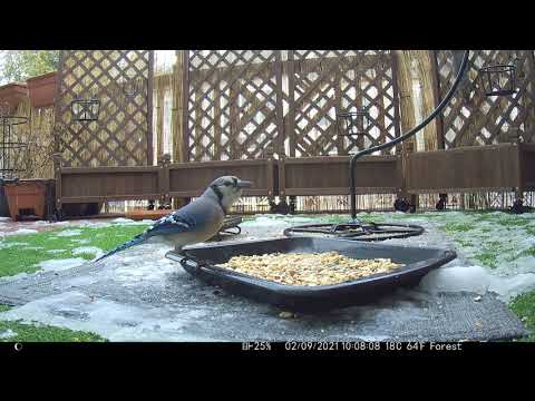 超萌動物小集合 - 系列8 | 美國東部 | 美食 vs 松鼠 Squirrel 鴿子 Dove, 鳥 Robin, Blue Jay, Black & White Sparrow