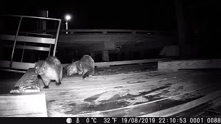Night Footage: River Otter Latrine at the Smithsonian Environmental Research Center
