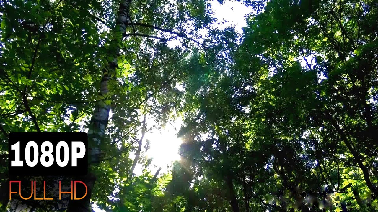 Звуки леса 2 часа. Звуки природы, шум леса, пение птиц. Звуки леса. Аудиозапись звуки леса. Звуки леса релакс.