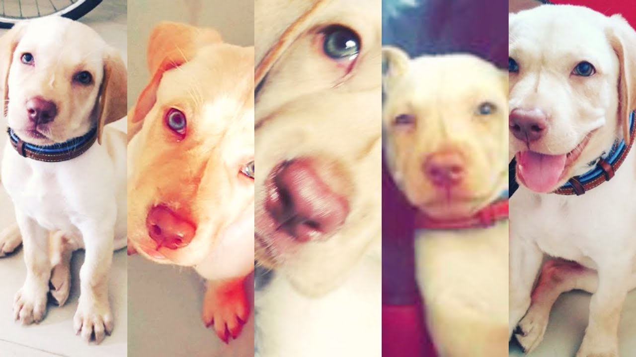 CUTE Dogs Doing Tricks Cutest Dog Tricks Cutest Puppy on Earth