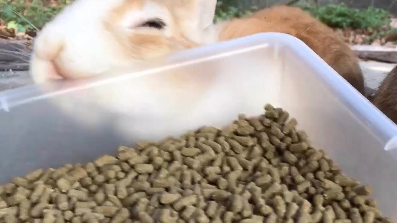 Very rough rabbit - YouTube