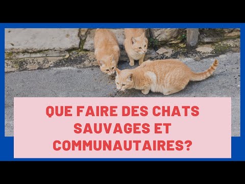 Vidéo: Le Secret Pour Contrôler Les Colonies De Chats Sauvages