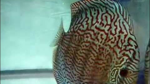 Cá Dĩa Quốc Tế Đẹp  2010 Class5 1st - Thiên Đường Cá Cảnh