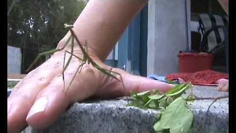 Spider vs Praying Mantis