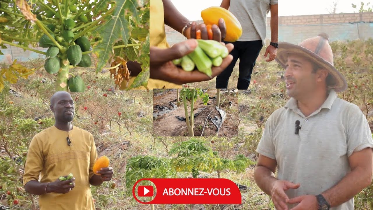 Visite d'une exploitation agricole à louly mbafaye