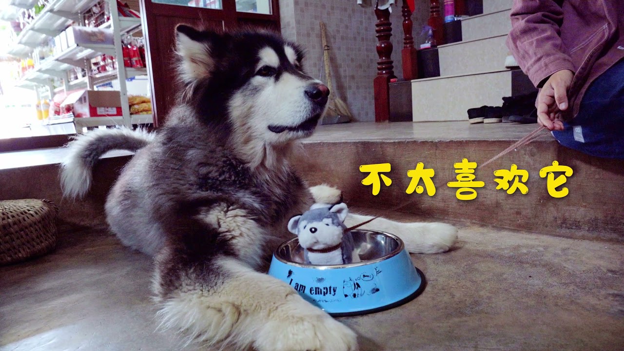 大王宿敌再一位，玩具狗狗 Dawang’s old enemy is another toy dog丨Apenjie with Dawang