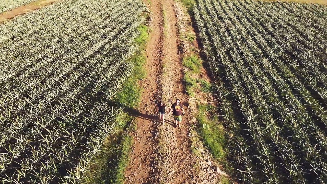 Ormoc Pineapple Farm YouTube
