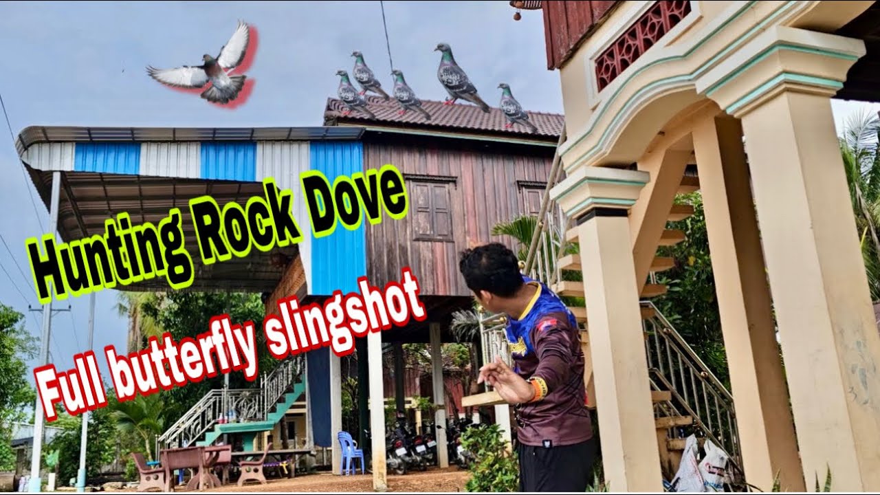 Hunting Rock Dove 🕊️with full butterfly slingshot  #rt #slingshot #dove #hunting #fullbutterfly