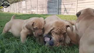 Real Boerboels - Endless Playfighting of 8-Week-Old Boerboel Puppies