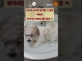 [카바푸 아티] 발만 닦자 했더니 세면대 점령함ㅋㅋ…4월 30일 공개합니다.   Tried to wash his paws…he claimed the sink 😂April 30