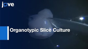 Organotypic Slice Culture: E18 Rat Brains l Protocol Preview