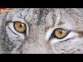 Роза стервоза, рысь брысь и Машка добряшка 😃 - кошки Тайгана! Taigan cats - cheetah, cougar, lynxes