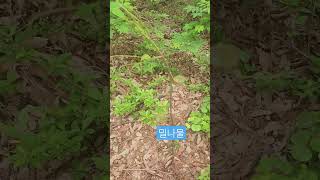 찔레순 처럼 연한 새순을 꺽어 생으로 먹는 봄나물입니다. 아스파라거스 처럼 아삭해요.