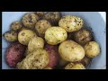 Дача -2021 г. Картофель- посадка двумя способами.Подготовка лука и чеснока на хранение.