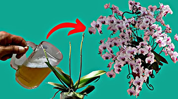 Thần Kỳ Khi Hoa Và Rễ Lan Hồ Điệp Ra Xum Xuê Khi Dùng Bia Với Tỏi Tưới Cho Lan