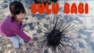 Serunya Naffa mencari BULU BABI(sea urchin) atau landak laut di PANTAI DRINI#part2