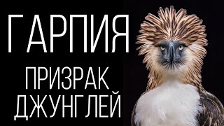 Гарпия: Самая большая хищная птица | Интересные факты про гарпий