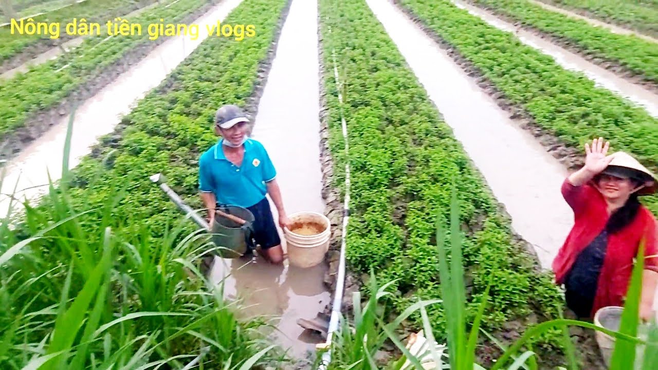 Chia Sẻ Cách Chăm Sóc Cho Cây Rau Húng Cây 