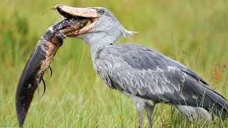 Shoebill Stork - Prehistoric Master of the Swamps, Devouring Everything That Moves!