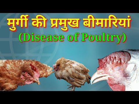 वीडियो: मुर्गियों के रोग। गैर संक्रामक। भाग 1