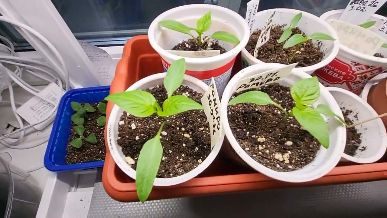 Первая рассада.20 февраля 26г.