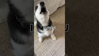 huskies say I LOVE YOU to each other! Awww #shorts