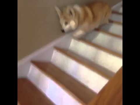 hup hup hup hup reupload - hup hup hup hup reupload