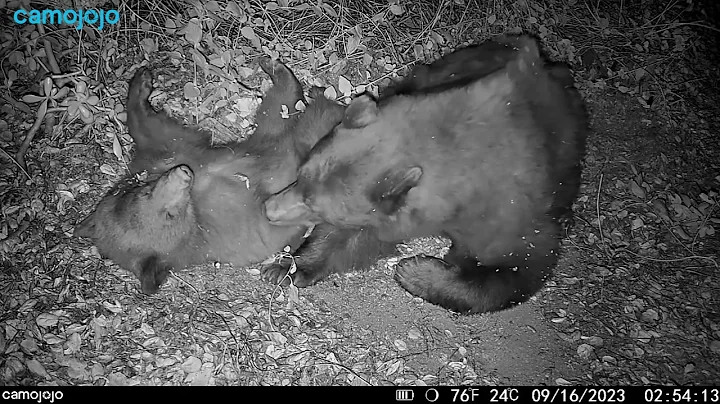 【Camojojo】Sweet Dreams: Mama Bear and Baby Bear.