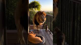 Episodes 116 Tiger Enters Family Home Brave Cat Attacks To Protect The House