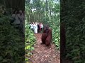 Monkey brutally attacks tourists 