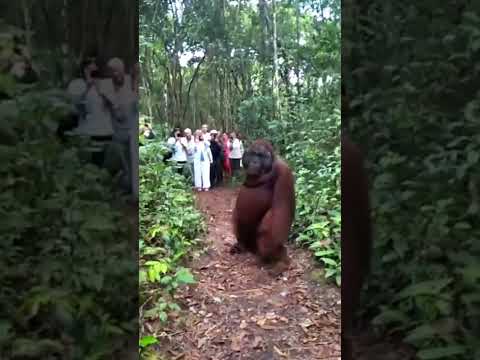 monkey brutally attacks tourists!!! 🐒🐒