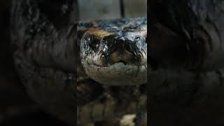 Anaconda Aag mein jalkar mar Gaya #viralshorts #movieexplain #viral !Filmaa
