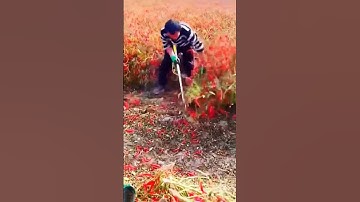 Cách người dân Trung Quốc thu hoạch ớt rất lạ hơn việt nam