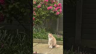 Кто красивее: Я или камелия?? #nature #cat #garden #flowers